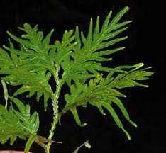 Image result for Selaginellaceae