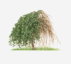 We did not find results for: Something Is Eating The Leaves On A Weeping Cherry Thriftyfun