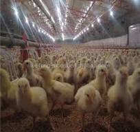 Equipo de granja avícola de Casa reproductora de pollos de engorde a la  venta