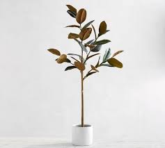Pin On Plants