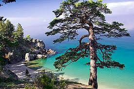 Rusland, officieel de russische federatie, is het grootste land ter wereld. Baikal Dieren In Het Wild Lake Baikal Rusland Natuur 2021