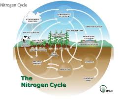 43 A Flow Chart Of Nitrogen Cycle