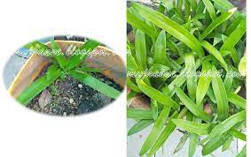 Read student reviews and compare prices for 76 courses at chinese mandarin schools in beijing, china. Herba Rumput Cina Rumput Beijing Rumput Siti Khadijah Murdannia Loriformis