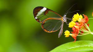 Wallpaper pictures of butterflies and flowers. Wallpaper Butterfly 5k 4k Wallpaper Insects Flowers Green Glass Nature Garden Os 1257