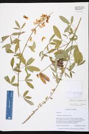 Image result for Crotalaria trichotoma