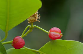 Image result for Maprounea