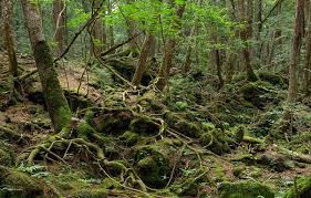 探秘日本富士山下自杀森林每年移出上百具尸体(组图)-新华网