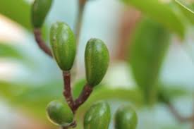 Image result for Beilschmiedia michelsonii