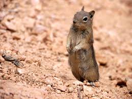 Patton termite & pest control is a locally owned, family operated pest control company located in wichita, kansas. Pest Control Services Wildlife Removal Albuquerque Rio Rancho Nm Hadlow Pest Solutions