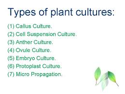 On sunday night offset shared a photo of the group on instagram, along with the caption culture 3 2020. Plant Tissue Culture Definition The Term Plant Tissue