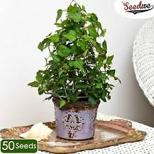 That being said, you should avoid exposing the. English Ivy Plant Vine X50 Seeds Indoor Outdoor House Garden Pot Plants Rare Ebay