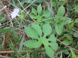 Image result for Ipomoea pes-tigridis