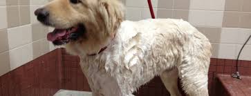 You'll also be able to take home some great bargains because the holiday inn express is the closest hotel to the famous philadelphia mills outlet mall. The 7 Best Pet Stores In San Jose