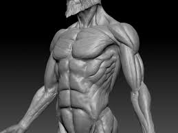 In this lesson, we will identify and draw the superficial and deep muscles of the front and rear torso. Artstation Human Anatomy Study Joyce Kambey