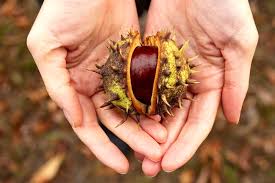 Castagne in trésor de la langue française informatisé (the digitized treasury of the french language). Castagne Matte Cosa Sono