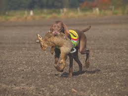 1 to 50 of 53 page 1 1 2 next>>. German Dog Breeds Firmly Established As Hunting Dogs In The Uk