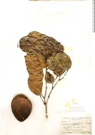 Image result for Copaifera