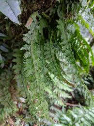 Image result for Vandenboschia