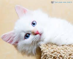 Privilégiez les noms simples, faciles à mémoriser par le chat, courts. Nom De Chat Original Et Prenom Pour Chats Originaux Tout Pour Mon Chat