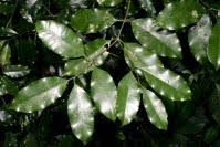 Image result for Pleiocarpa