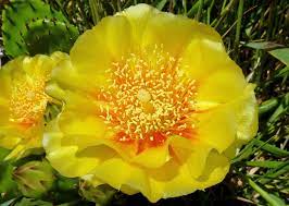 It's not known whether the supplement causes side effects. A Bee S Prickly Dream The New York Times