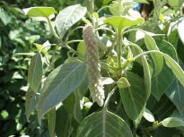 Image result for Psilotrichum