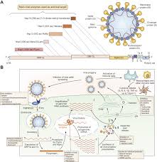 While many treatments for covid target the coronavirus itself, tocilizumab and sarilumab work to quiet the immune system which, when triggered by an infection, can overreact and start to destroy the. Covid 19 Discovery Diagnostics And Drug Development Journal Of Hepatology