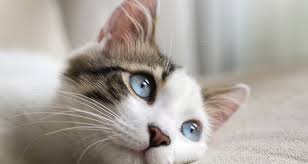 If your cat cannot produce enough insulin to regulate the blood sugar, it can lead to a buildup of blood acids. Diabetes Diabetes Mellitus In Cats Petcoach