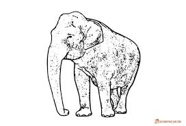 Elephant ethnic zentangle coloring page from zentangle category. Coloring Pages Of Elephants Download And Print For Free Elephant Coloring Page Animal Coloring Pages Cartoon Elephant Drawing