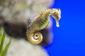 Everything Seahorses Hikari Sales Usa