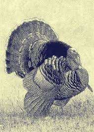 Wild Turkey Turkey Images Waterfowl Art Turkey Drawing