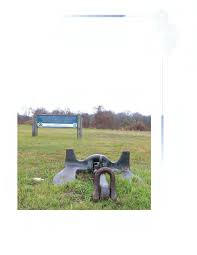 Image result for Cyperus longicarpus