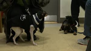 Including grooming, dog day care, and training. Free Clinic Caters To Pets Owners Facing Homelessness
