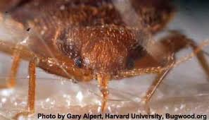 Image result for Pyrethroid