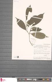 Image result for Maesobotrya