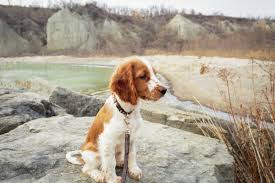 Seven puppies born may 17, 2021 (4 girls and 3 boys). Welsh Springer Spaniel Puppies Petfinder