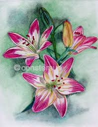 Original Artwork Pink Lilies Pink Lily Original Color Pencil Etsy Flower Drawing Pencil Drawings Of Flowers Beautiful Flower Drawings