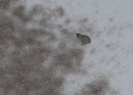 Peramban ini dirancang untuk memberikan pengalaman berselancar internet yang mudah mengunduh video menggunakan uc browser memakan waktu lebih yang lebih cepat. Photos Of The Month Wildlife Kobuk Valley National Park U S National Park Service Running Herd