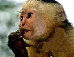 Alan Hurwitz Associates