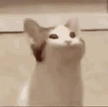 We did not find results for: Cat Meme Gifs Tenor