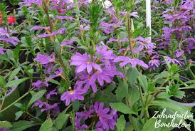 Image result for foto Vějířovka