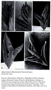 Image result for Allophylus lastoursvillensis