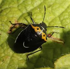 Image result for Canthium bugoyense