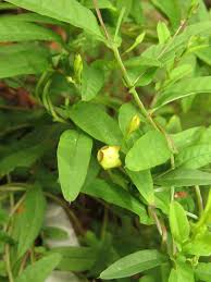 Image result for Xenostegia tridentata