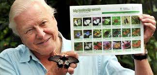 David Attenborough Urges Public To Help Save Butterflies