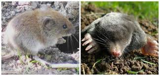 They eat grubs and beetle larvae that do eat plants and their roots. Moles Are Good Voles Are Bad And How To Tell The Difference Rural Intelligence