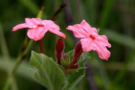 Image result for Otomeria