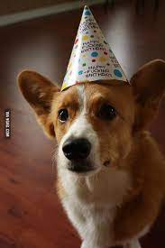 See more ideas about corgi, welsh corgi, birthday corgi. Happy Birthday Corgi 9gag