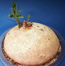 Image result for Raphionacme procumbens