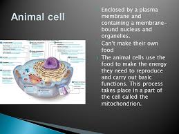 Check spelling or type a new query. The Science Of Cells Ppt Video Online Download